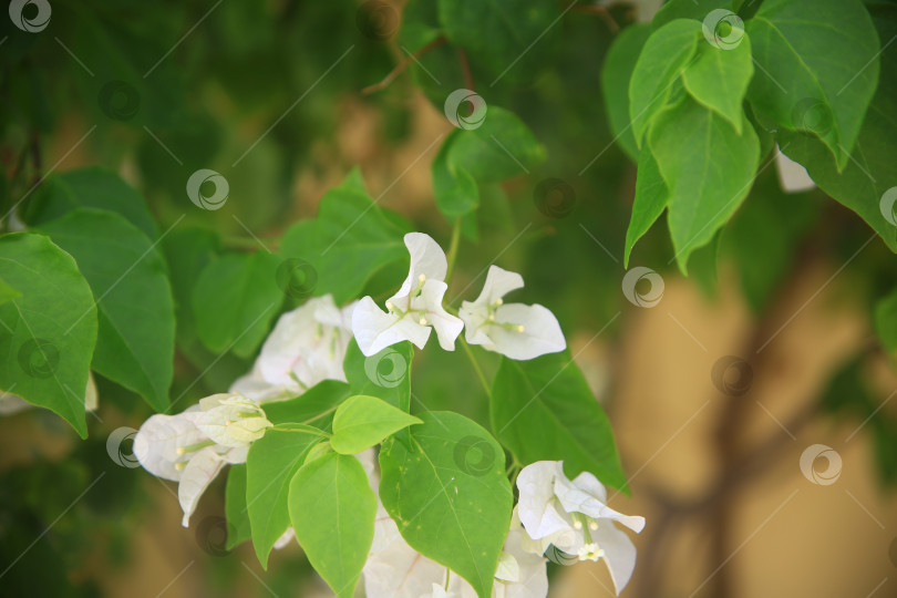 Скачать Белые экзотические цветы фотосток Ozero