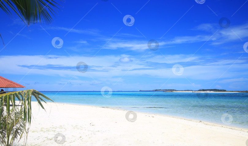 Скачать Пляж, пальмы, океан фотосток Ozero