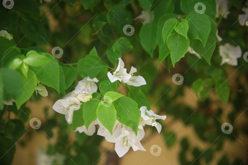 Скачать Милые экзотические цветы фотосток Ozero