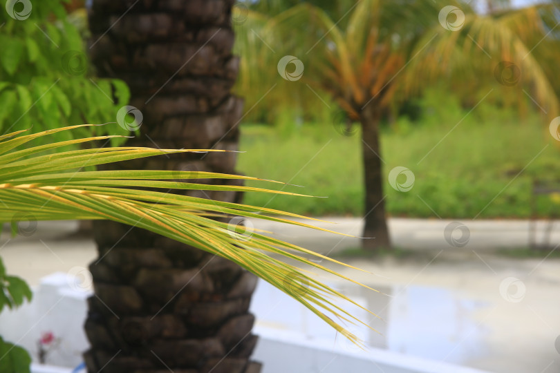 Скачать Пейзаж с пляжем и пальмами фотосток Ozero