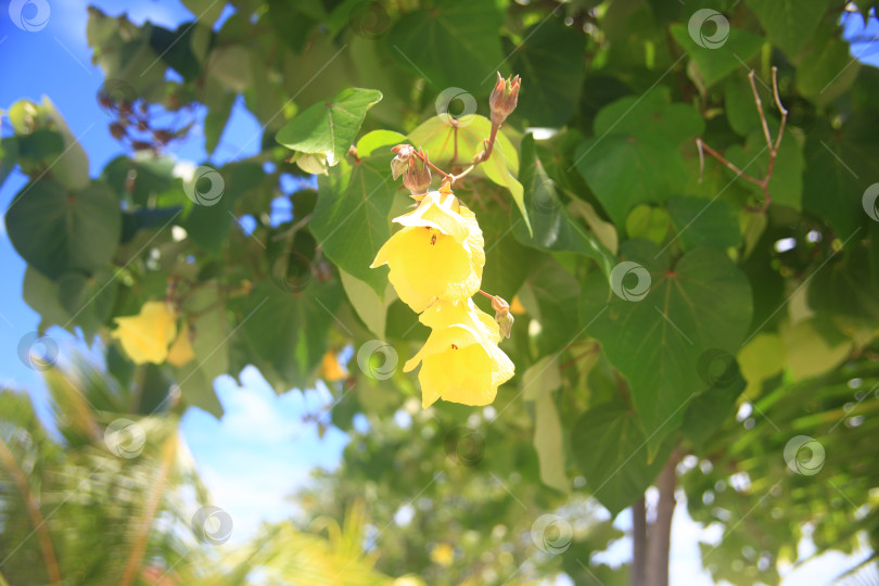 Скачать цветы бугенвиллея фотосток Ozero
