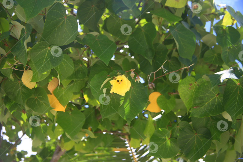 Скачать Цветок желтый с лепестками экзотический фотосток Ozero