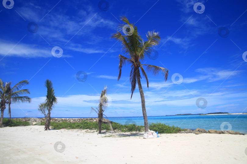 Скачать Берег океана, пляж, пальмы и синее небо фотосток Ozero