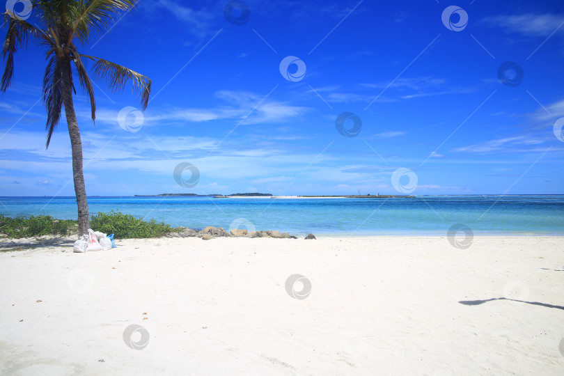 Скачать Берег океана с пальмами на острове фотосток Ozero