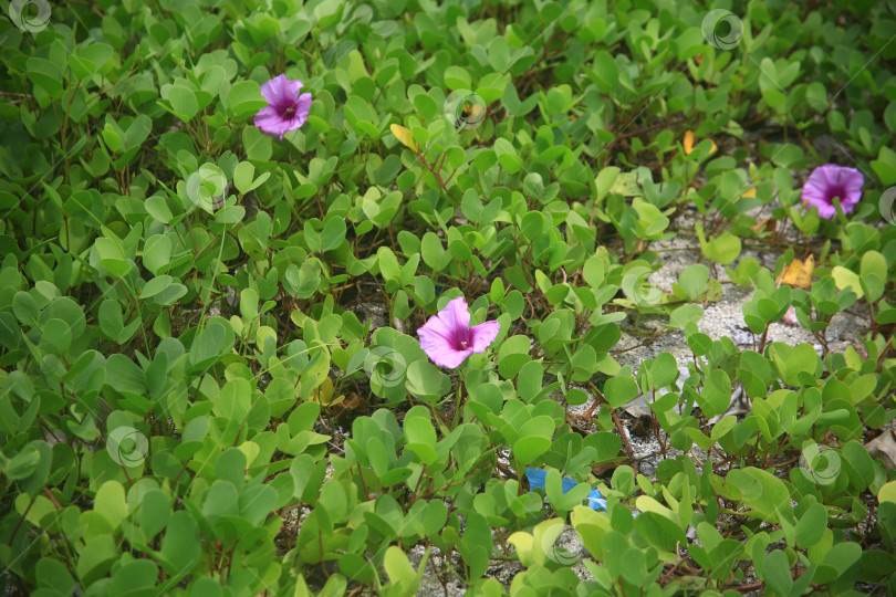Скачать Цветок сиреневый красивый фотосток Ozero