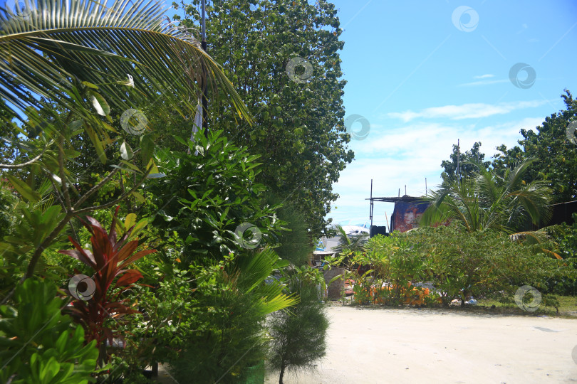 Скачать Пейзаж с пляжем и пальмами в океане фотосток Ozero