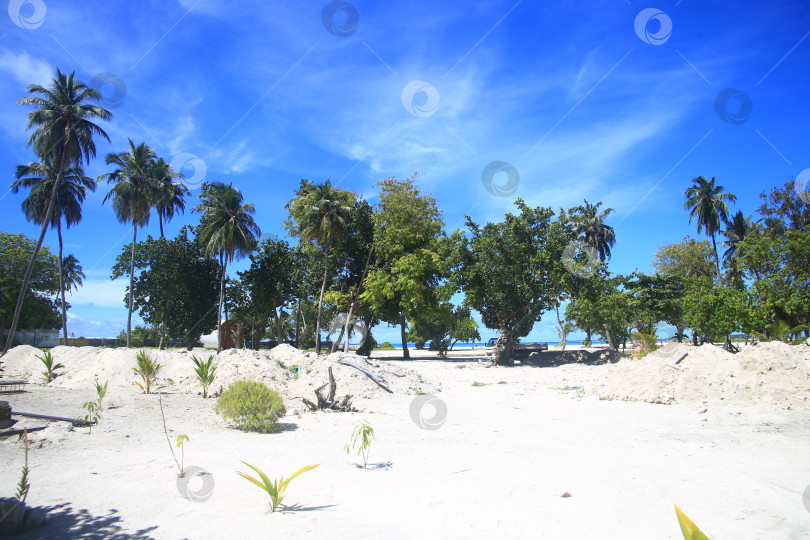 Скачать Пейзаж с пляжем, песком и пальмами фотосток Ozero