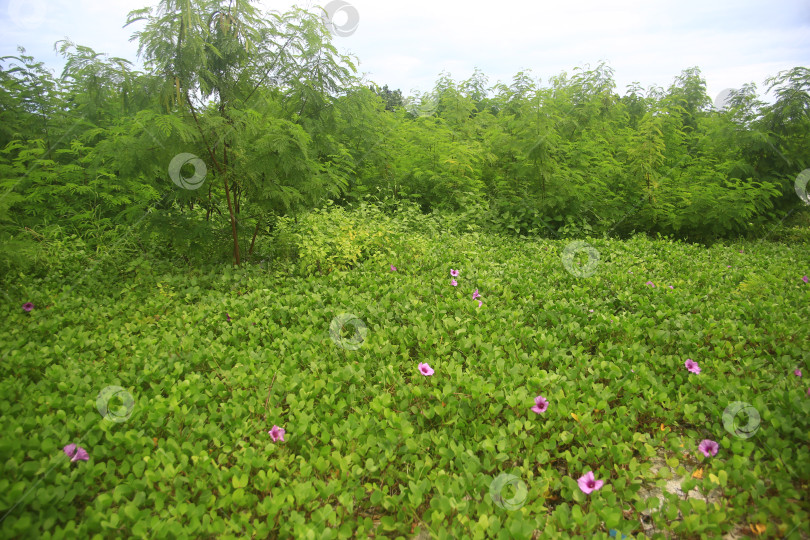 Скачать Кустарник с цветами и зеленью на поляне фотосток Ozero