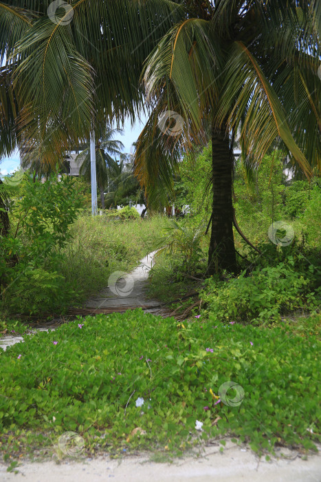 Скачать Пейзаж с пальмами фотосток Ozero