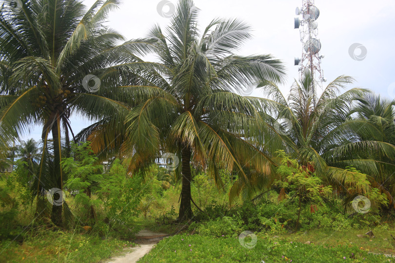 Скачать Пейзаж с пляжем, песком и пальмами фотосток Ozero