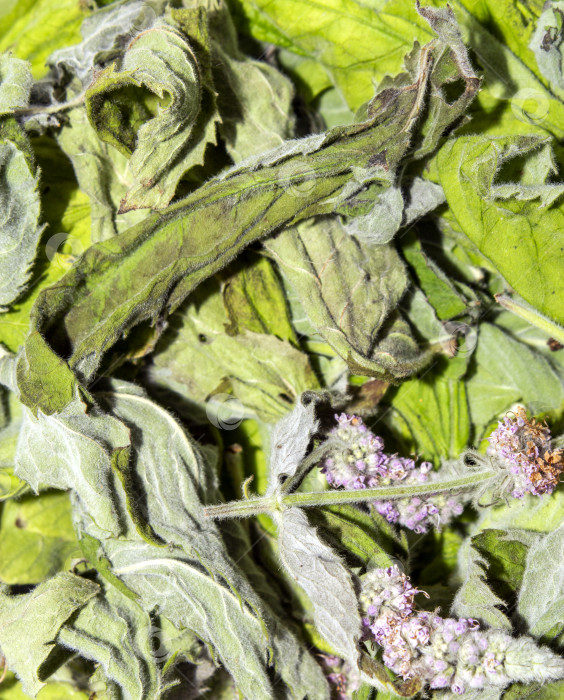 Скачать Сушеные листья мяты.Соцветия мятного растения.Сушеная мята для заваривания.Мятный фон. фотосток Ozero