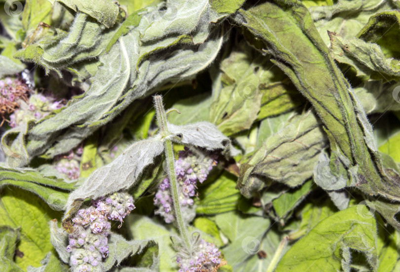 Скачать Сушеные листья мяты.Соцветия мятного растения.Сушеная мята для заваривания.Мятный фон. фотосток Ozero