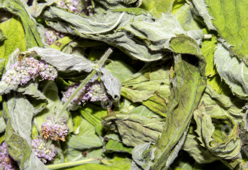 Скачать Сушеные листья мяты.Соцветия мятного растения.Сушеная мята для заваривания.Мятный фон. фотосток Ozero