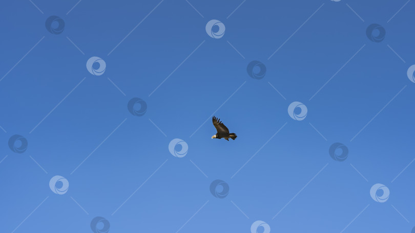 Скачать Кондор летит в голубом небе. Вид сбоку. фотосток Ozero