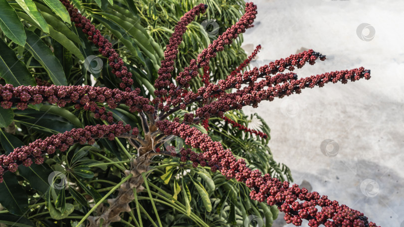 Скачать Необычное тропическое растение schefflera actinophylla. фотосток Ozero