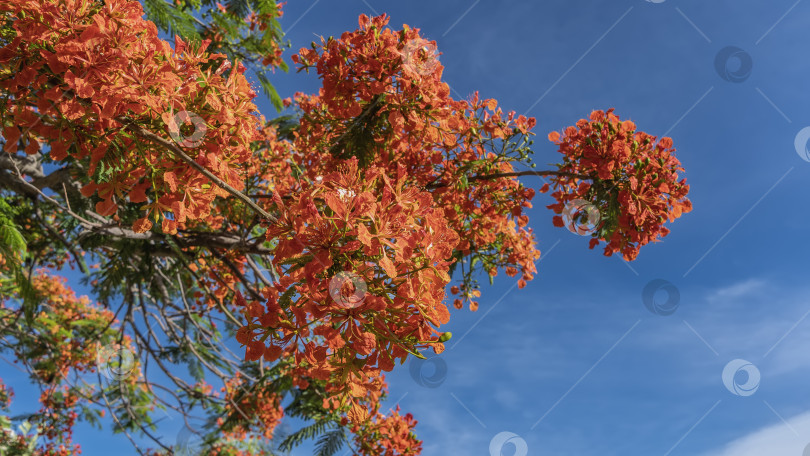 Скачать Красивые яркие соцветия Delonix regia. фотосток Ozero