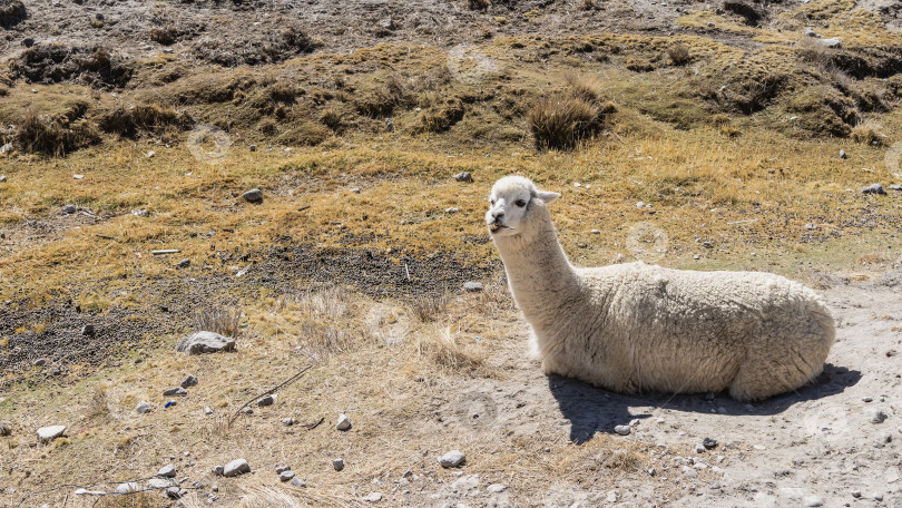 Скачать Белая лама лежит на земле. Голова поднята. фотосток Ozero