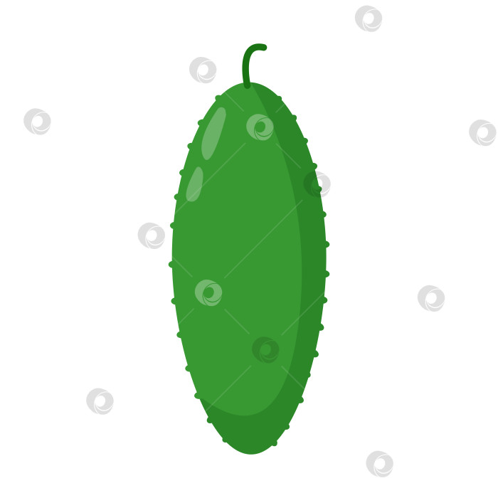 Скачать Свежий зеленый огурец, выделенный на белом фоне фотосток Ozero