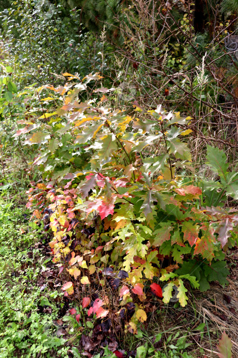 Скачать Молодые дубы с разноцветными листьями в саду на фоне других деревьев в солнечный осенний день. фотосток Ozero