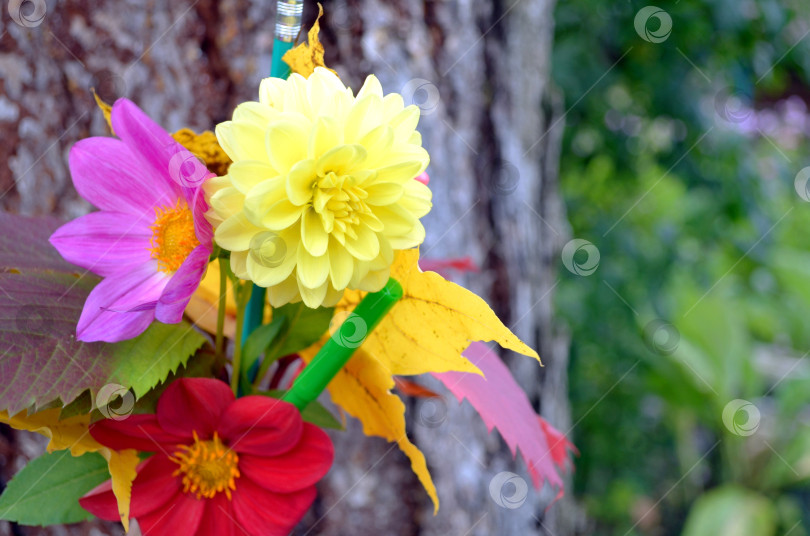 Скачать Букет на 1 сентября фотосток Ozero