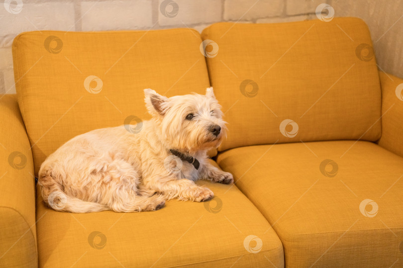 Скачать Белая собака на желтом диване фотосток Ozero