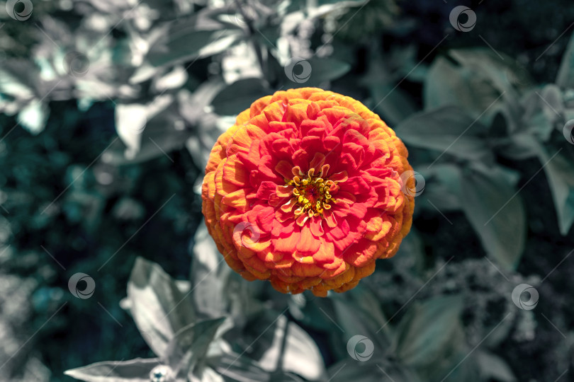 Скачать Цветочная головка цветка циннии на тусклом размытом фоне. фотосток Ozero