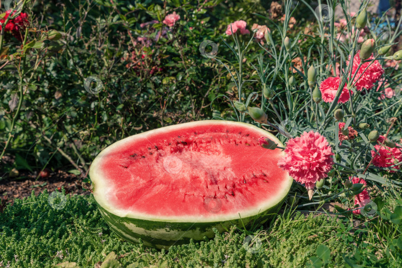 Скачать Свеженарезанный красный арбуз на траве среди цветов. фотосток Ozero