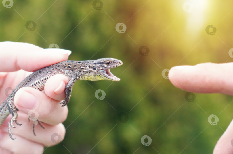 Скачать Пойманная змея (Lacerta agilis) пытается укусить за руку. фотосток Ozero