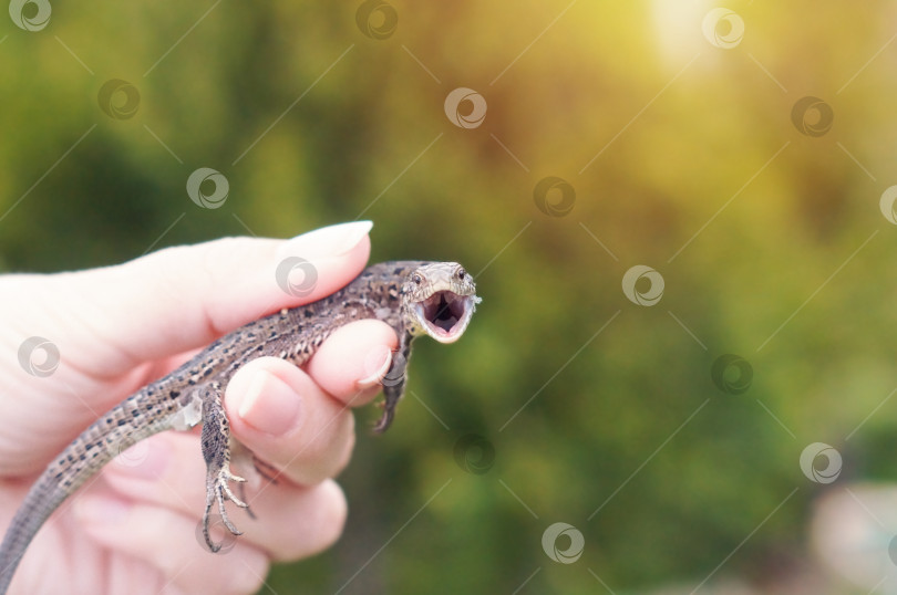Скачать Пойманная змея (Lacerta agilis) с открытым ртом и пристальным взглядом фотосток Ozero