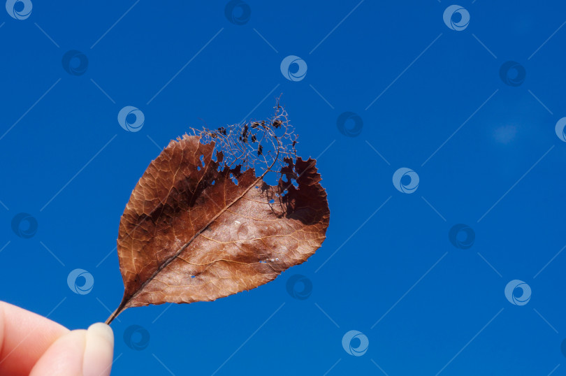 Скачать Осенний лист на фоне синего неба фотосток Ozero
