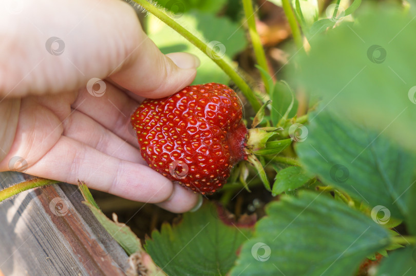 Скачать Сбор спелой клубники с куста на грядке фотосток Ozero