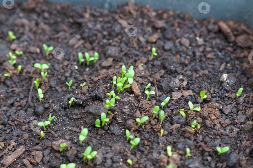 Скачать Прорастание зелени щавеля из семян фотосток Ozero