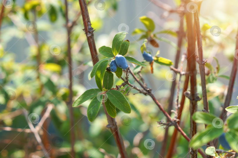 Скачать Описание болезни на месте жировой ткани Lonicera edulis фотосток Ozero