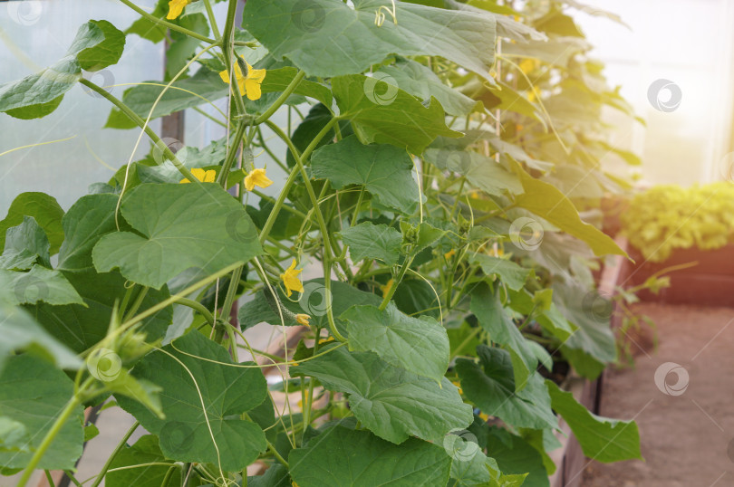 Скачать Грядка цветущих растущих огурцов в теплице фотосток Ozero