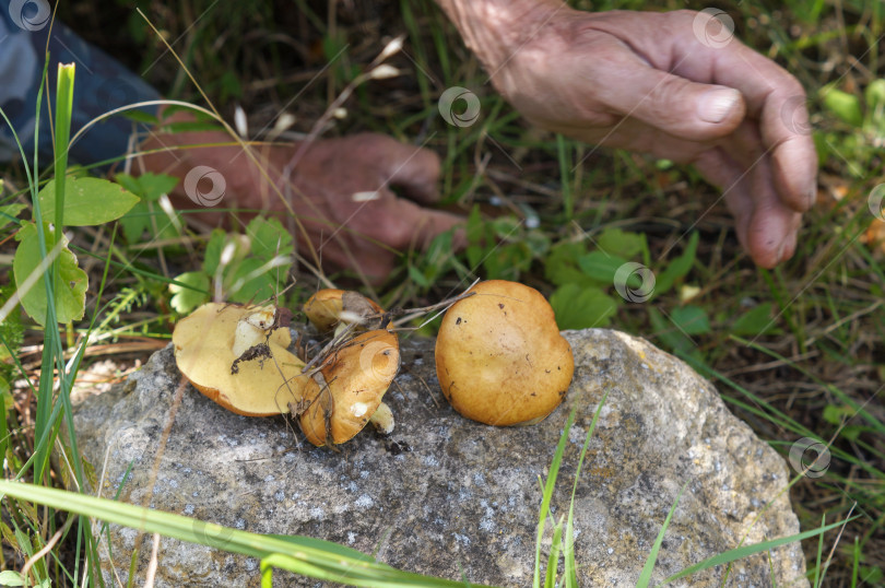 Скачать Грибник собирает грибы маслята лиственничные (лат. Желтый лист) фотосток Ozero