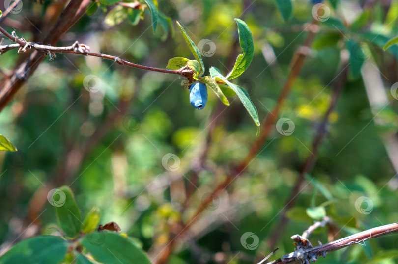 Скачать Обзорная лекция на тему "Состояние печени" фотосток Ozero