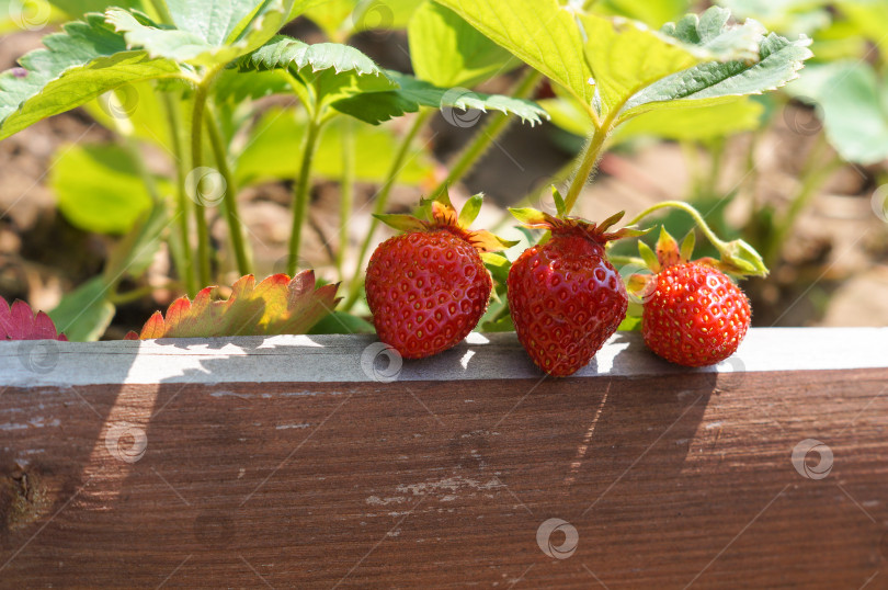 Скачать Клубника зреет на грядке в лучах солнца фотосток Ozero