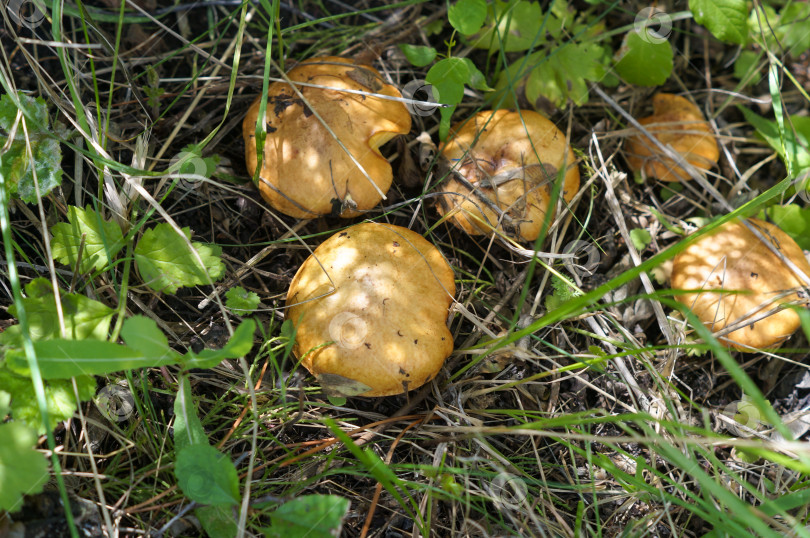 Скачать Грибы маслята лиственничные (лат. Желтый лист) фотосток Ozero