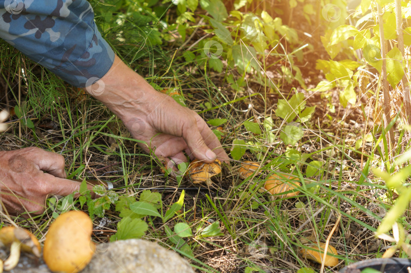 Скачать Грибник собирает грибы маслята лиственничные (лат. Желтый лист) фотосток Ozero