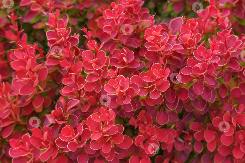 Скачать Фон из листьев красного шаровидного карликового барбариса Тунберга (berberis thunbergii) фотосток Ozero