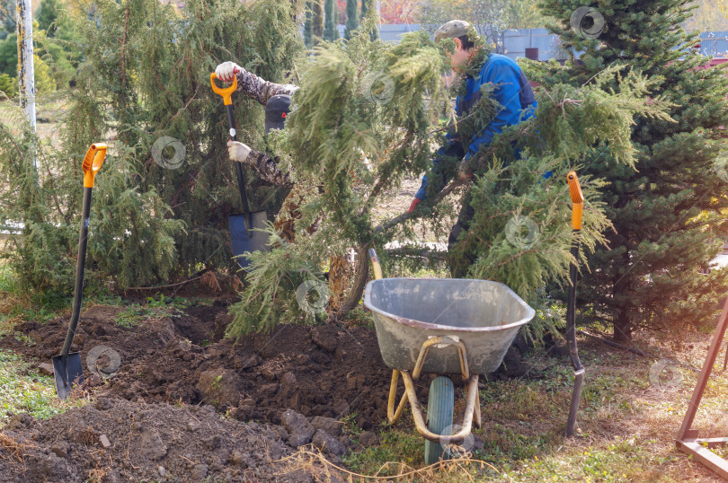 Скачать Два работника пересаживают можжевельника Хорстмана в камеру фотосток Ozero