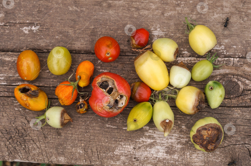 Скачать Муравей ползет к томатам, которые испорченны вредителями и вершинной гнилью фотосток Ozero