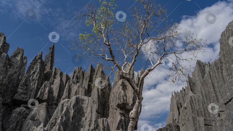 Скачать Уникальные карстовые породы. Отвесные скалы с острыми вершинами и изрезанными серыми склонами фотосток Ozero