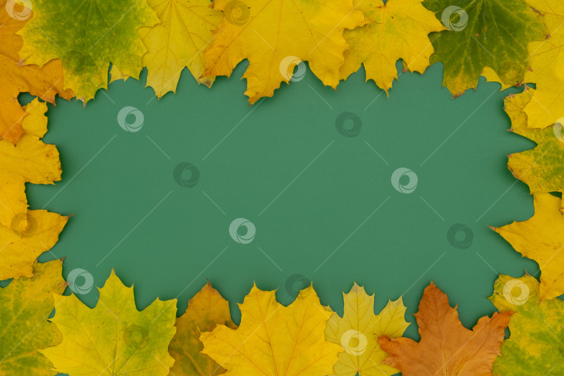 Скачать Разноцветные осенние листья, расположенные на зеленом фоне, создают сезонную рамку для творческих проектов фотосток Ozero