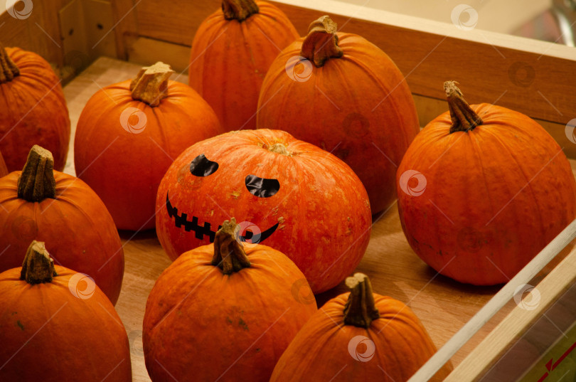 Скачать Разрисованная тыква с черной рожицей для хэллоуина среди обычных тыкв на витрине в деревянном ящике в зале магазина мираторг. Тыква с улыбкой фотосток Ozero