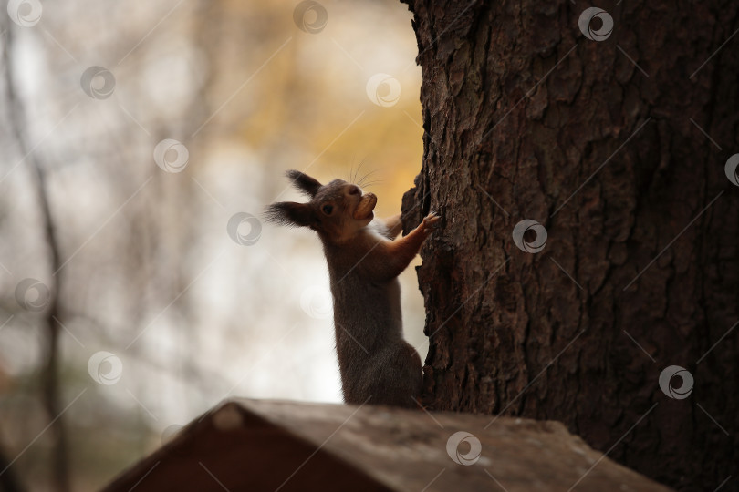 Скачать Белочка и еда фотосток Ozero
