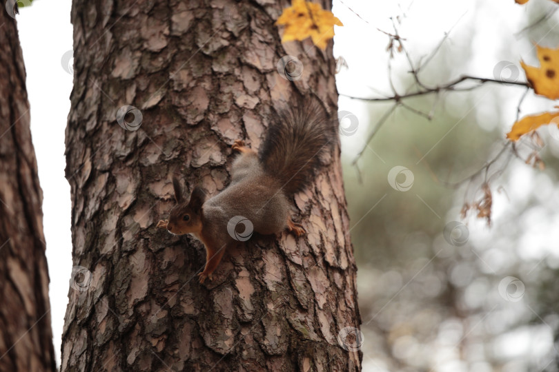 Скачать фотосессия белки фотосток Ozero