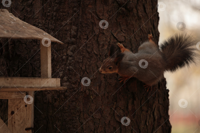 Скачать фотосессия  белки фотосток Ozero