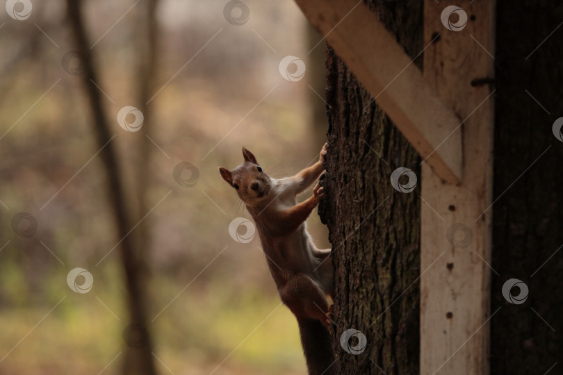 Скачать Фотосессия в лесу фотосток Ozero