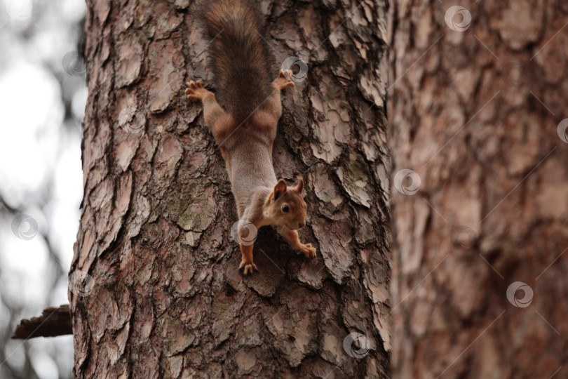 Скачать Фотоссесия белки фотосток Ozero